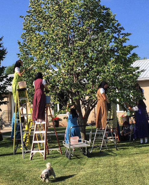 HutteritesLadiesHarvestingTree