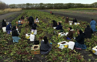 HutteritesWomenField