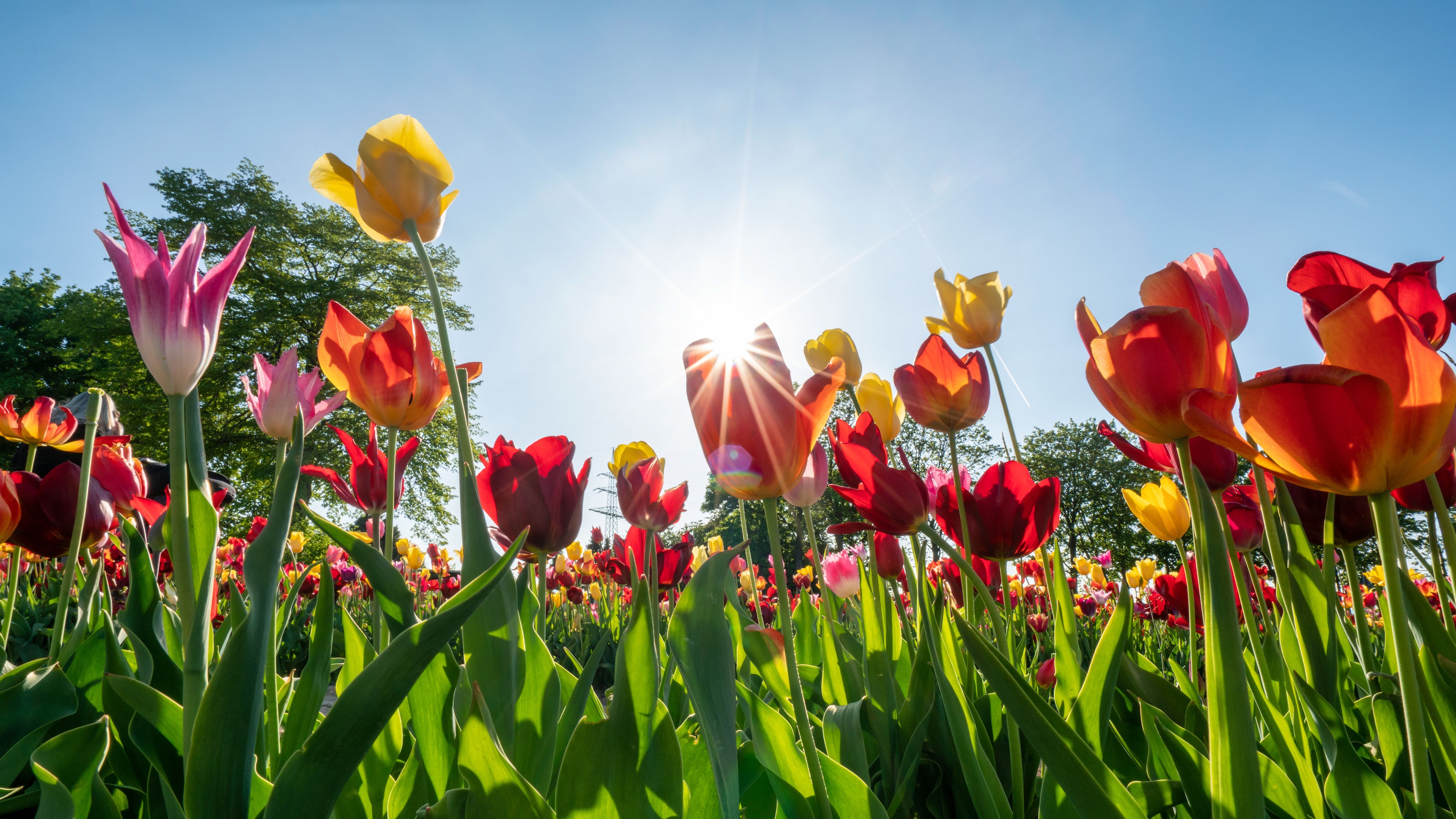 TulipsFieldHolland TulipsFieldHolland