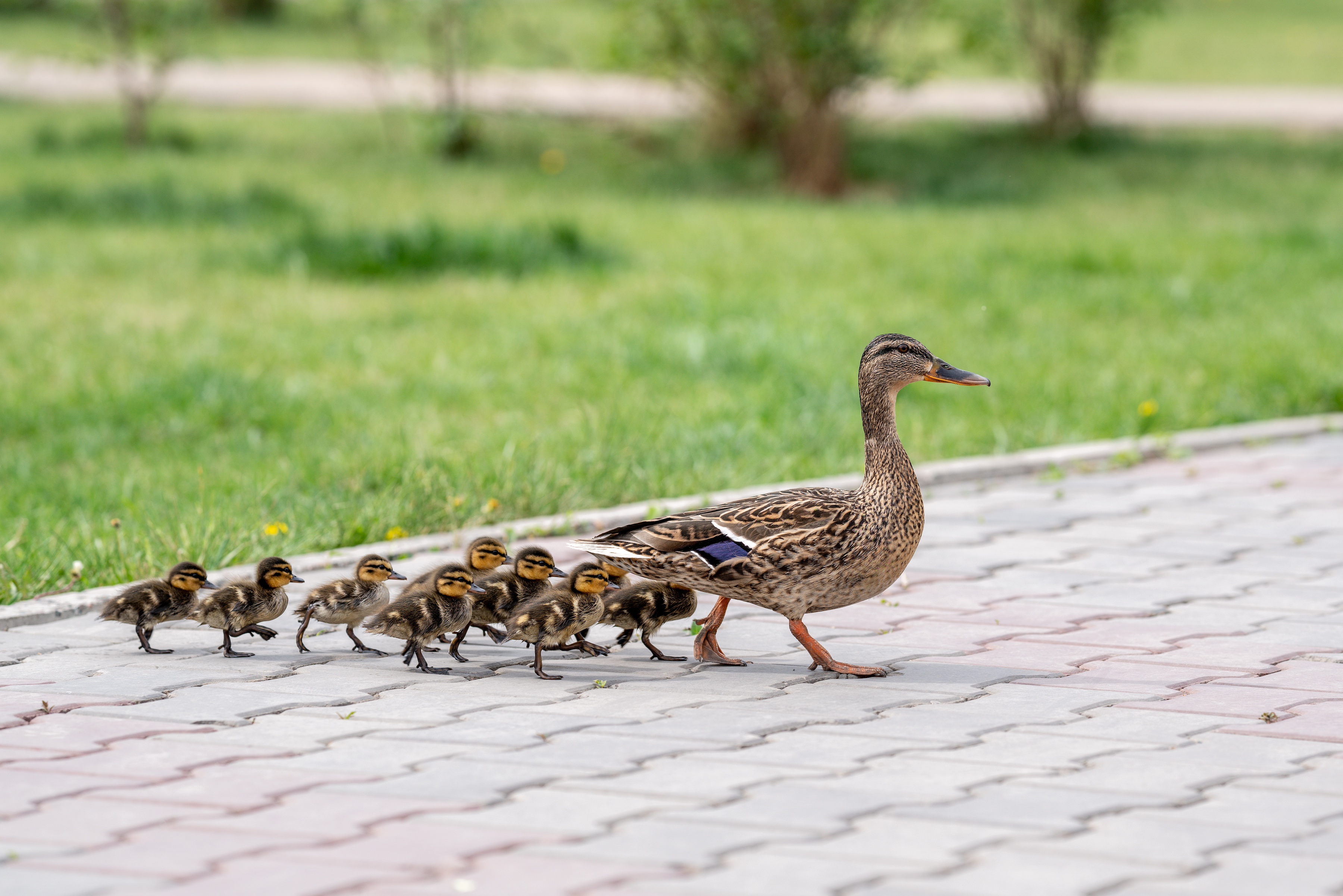 ADuckDucklings ADuckDucklings