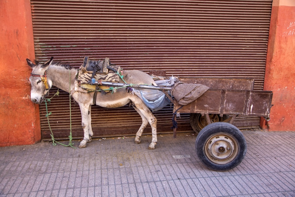 Donkey-in-Marrakesh