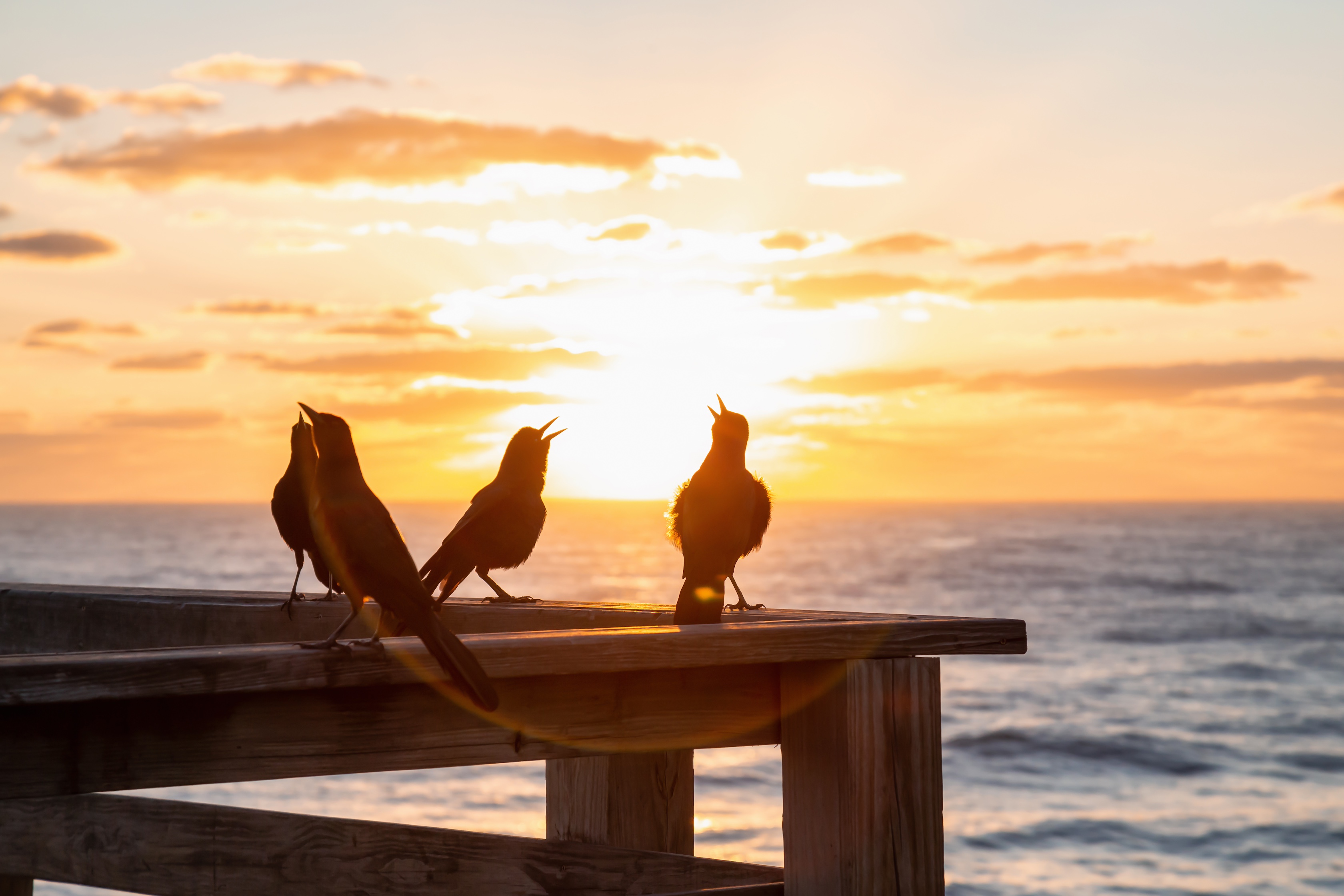 Sea birds on a pier